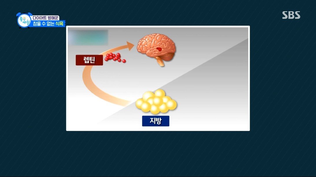 지방세포에서 렙틴 호르몬이 분비되어 식욕을 조절한다. 