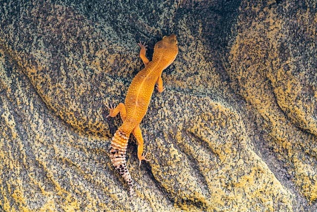 초보집사를 위한 Leopard Gecko 핸들링 팁