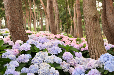 부산 태종대 수국축제