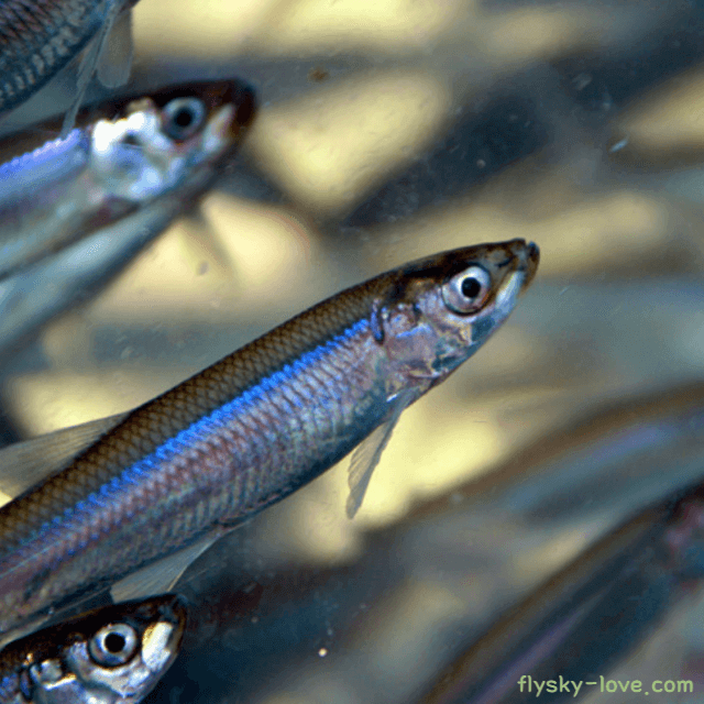 겨울 제철 빙어