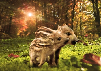 돼지-꿈해몽-썸네일