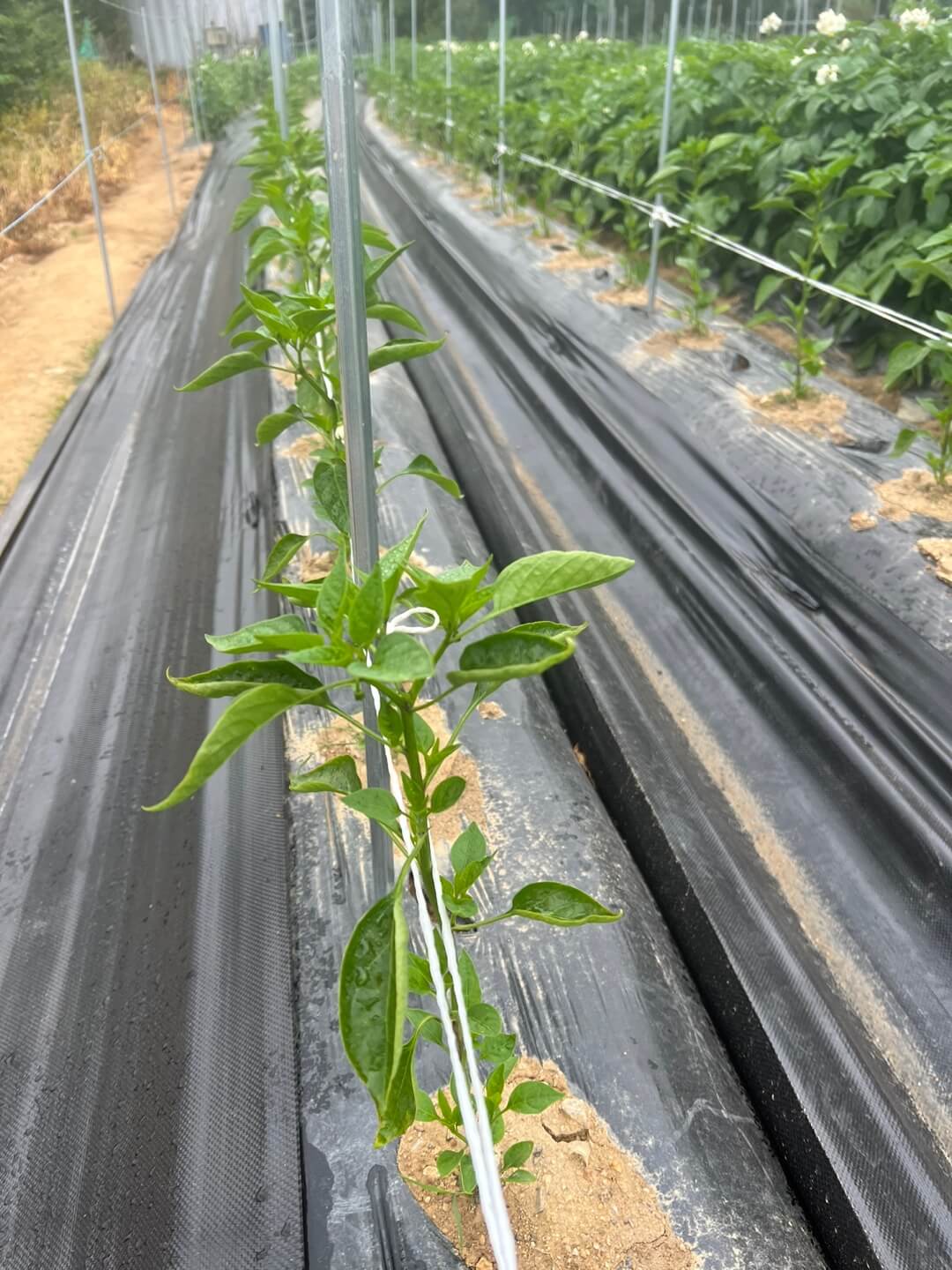 고추 여러개당 지주대 세우기