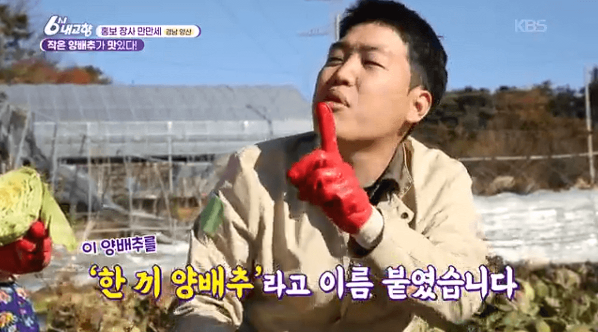 [6시내고향] 경남 양산 소형 양배추 명촌농원 스마트스토어 택배 판매처 정보를 설명하는 이미지