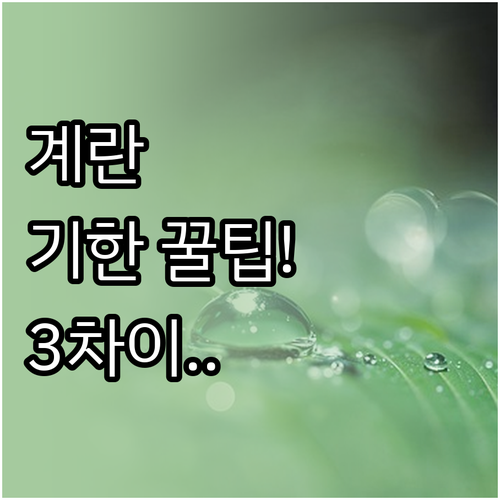 계란 소비기한 유통기한 차이와 보관 ..