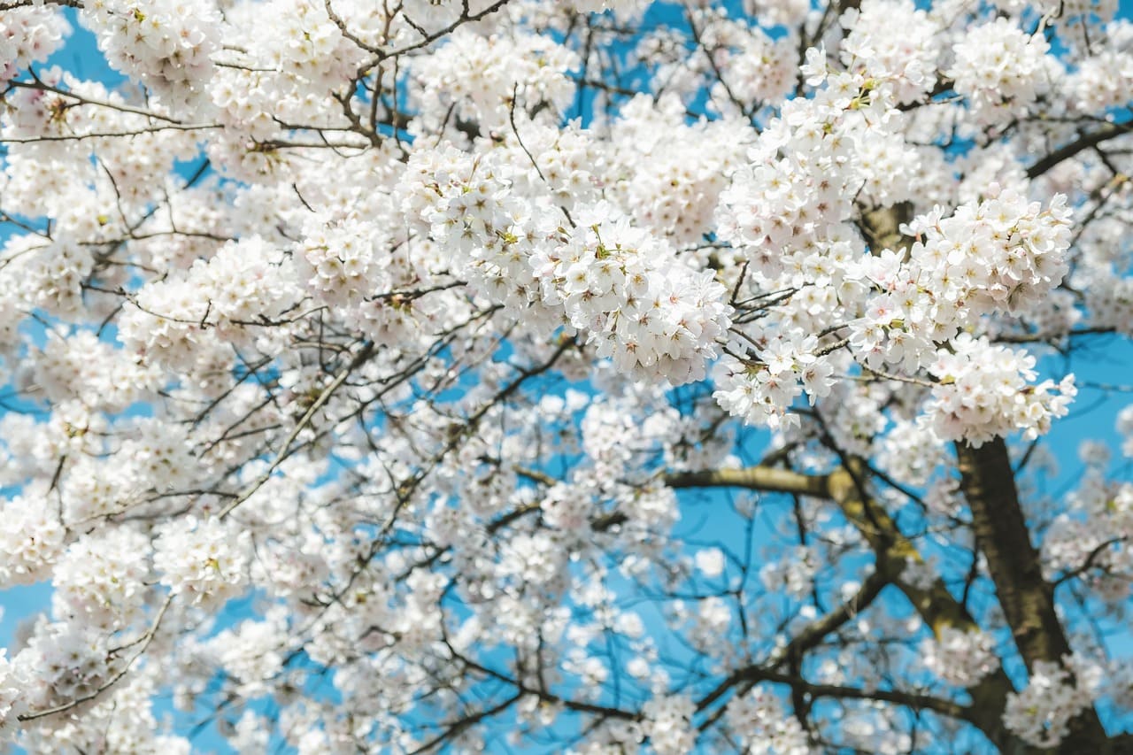 화담숲 벚꽃축제