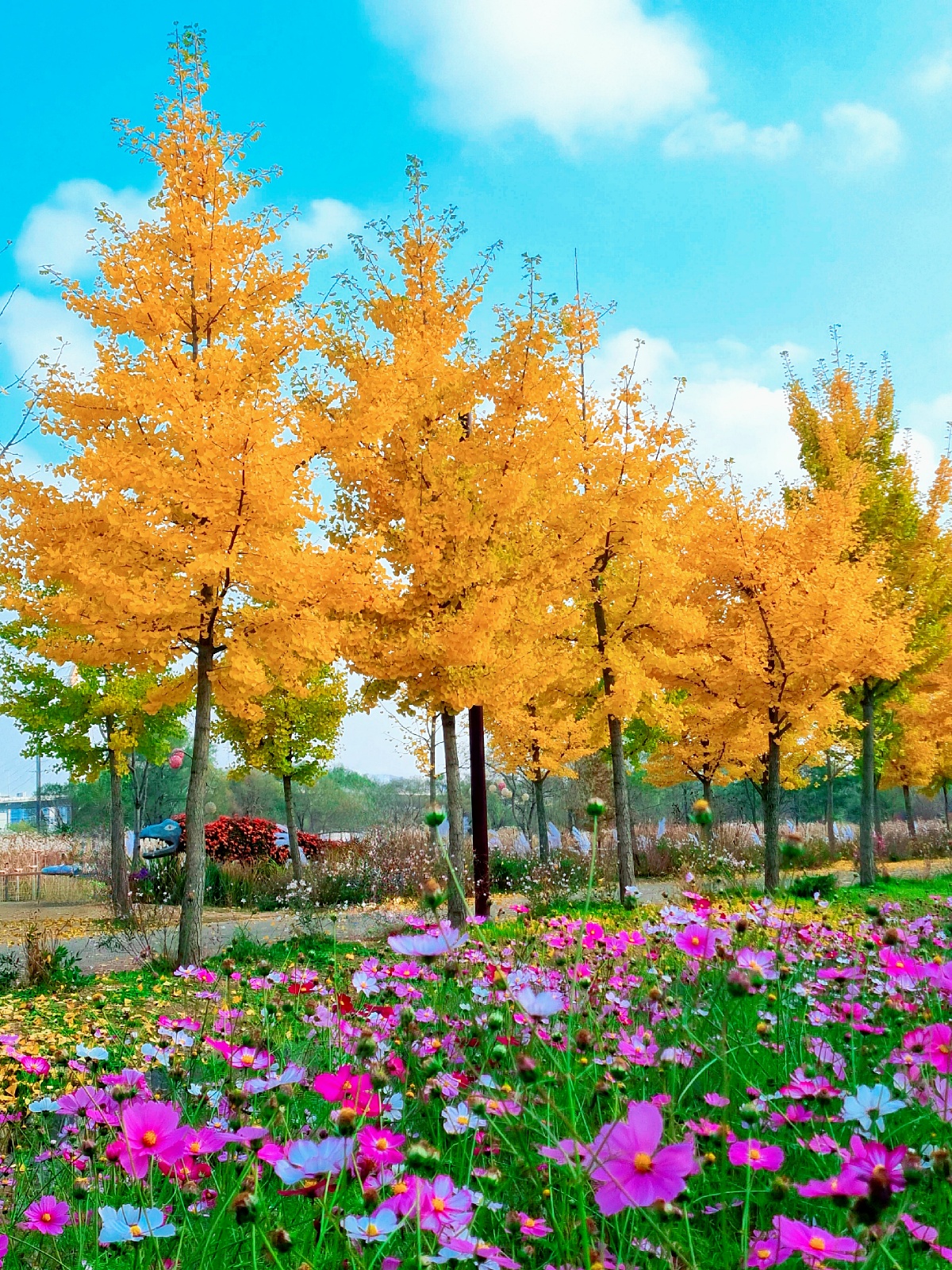 핑크뮬리부터 은행나무길까지, 드림파크 야생화공원 가을 축제와 산책