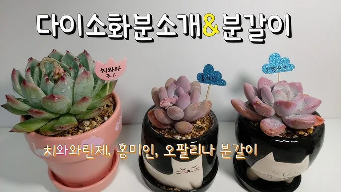 다이소 화분 활용 배수구멍 만들기 받침 사용 흙선택 예산절약 팁_5