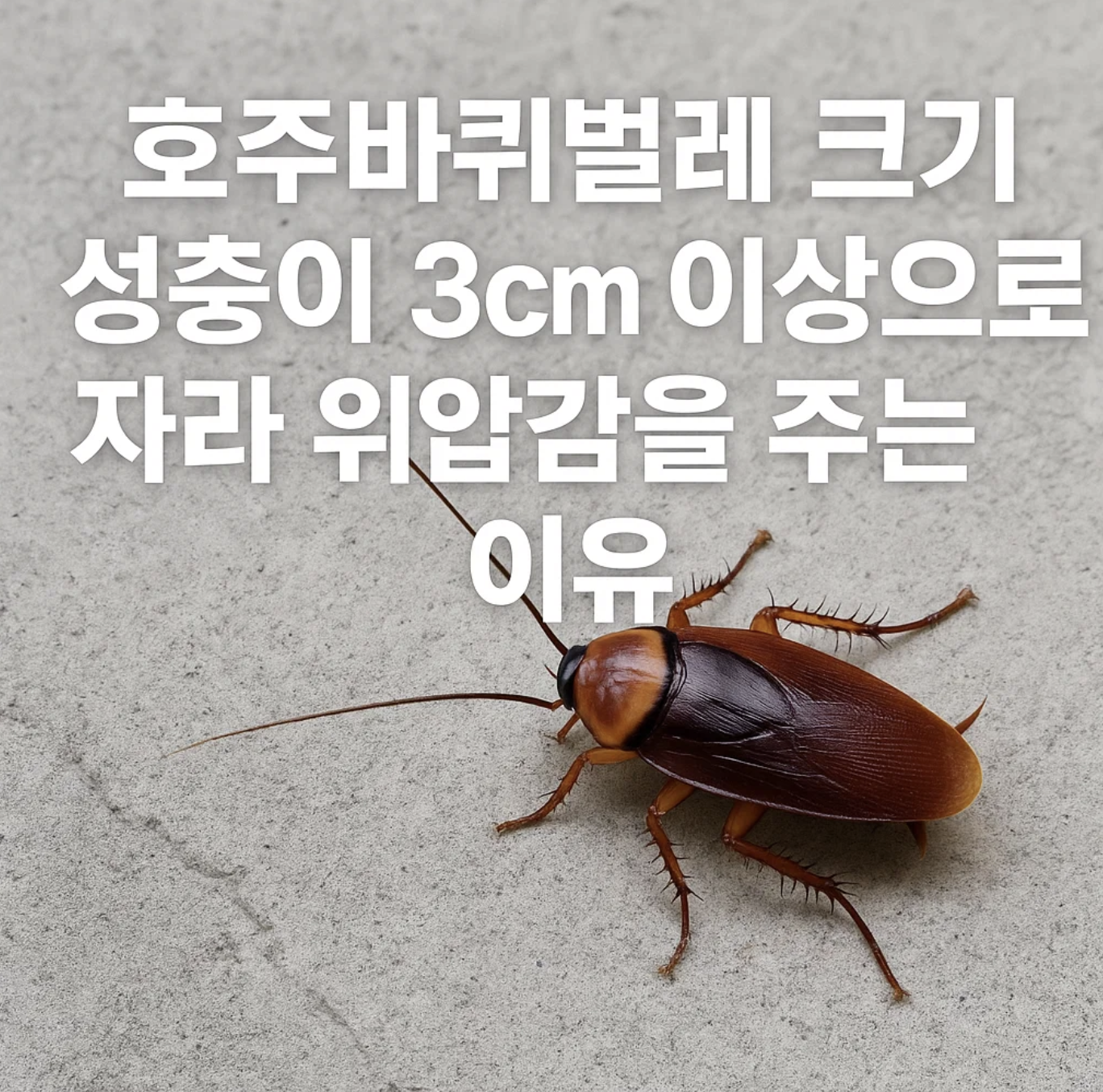 호주바퀴벌레 크기 성충이 3cm 이상으로 자라 위압감을 주는 이유