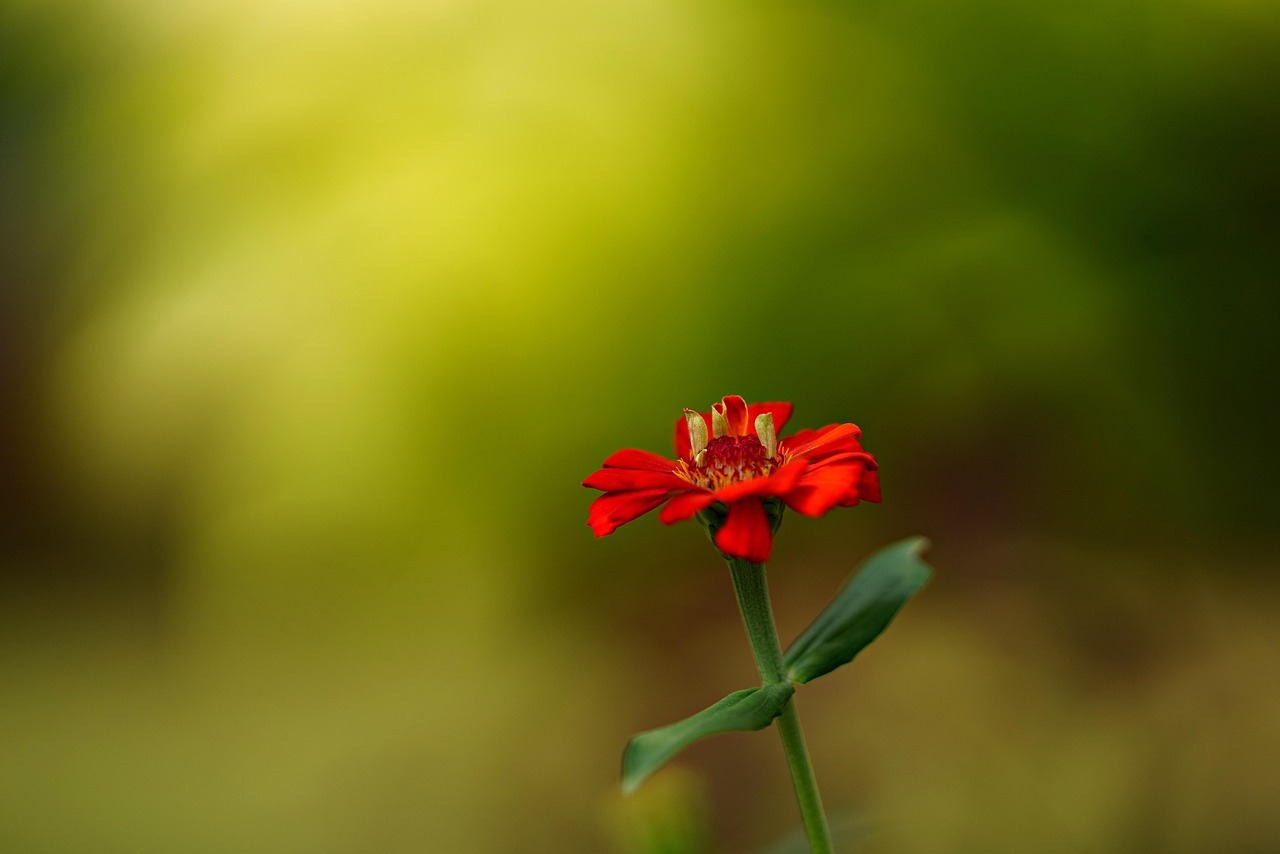 담양 명옥헌 원림 배롱나무