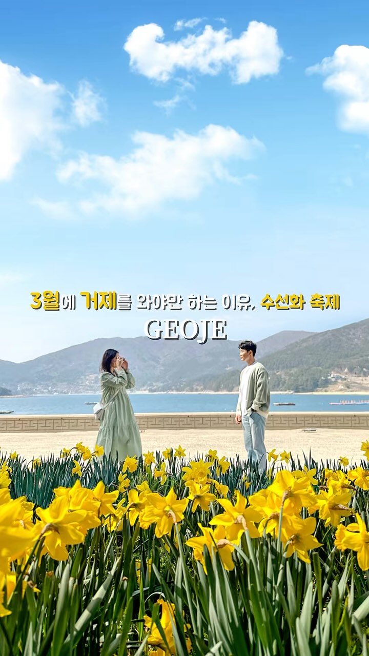 거제 공곶이 수선화 개화시기&amp;만개시기