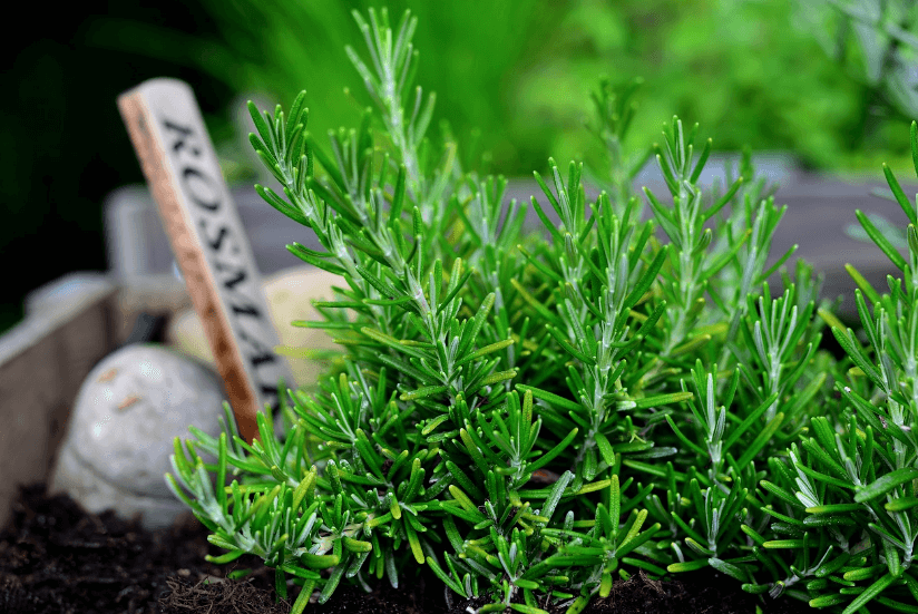 허브 영양소 플라보노이드 로즈마리 사진