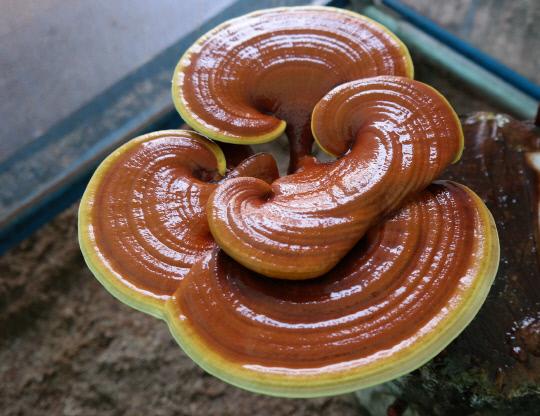 영지버섯 효능 부작용 먹는 방법