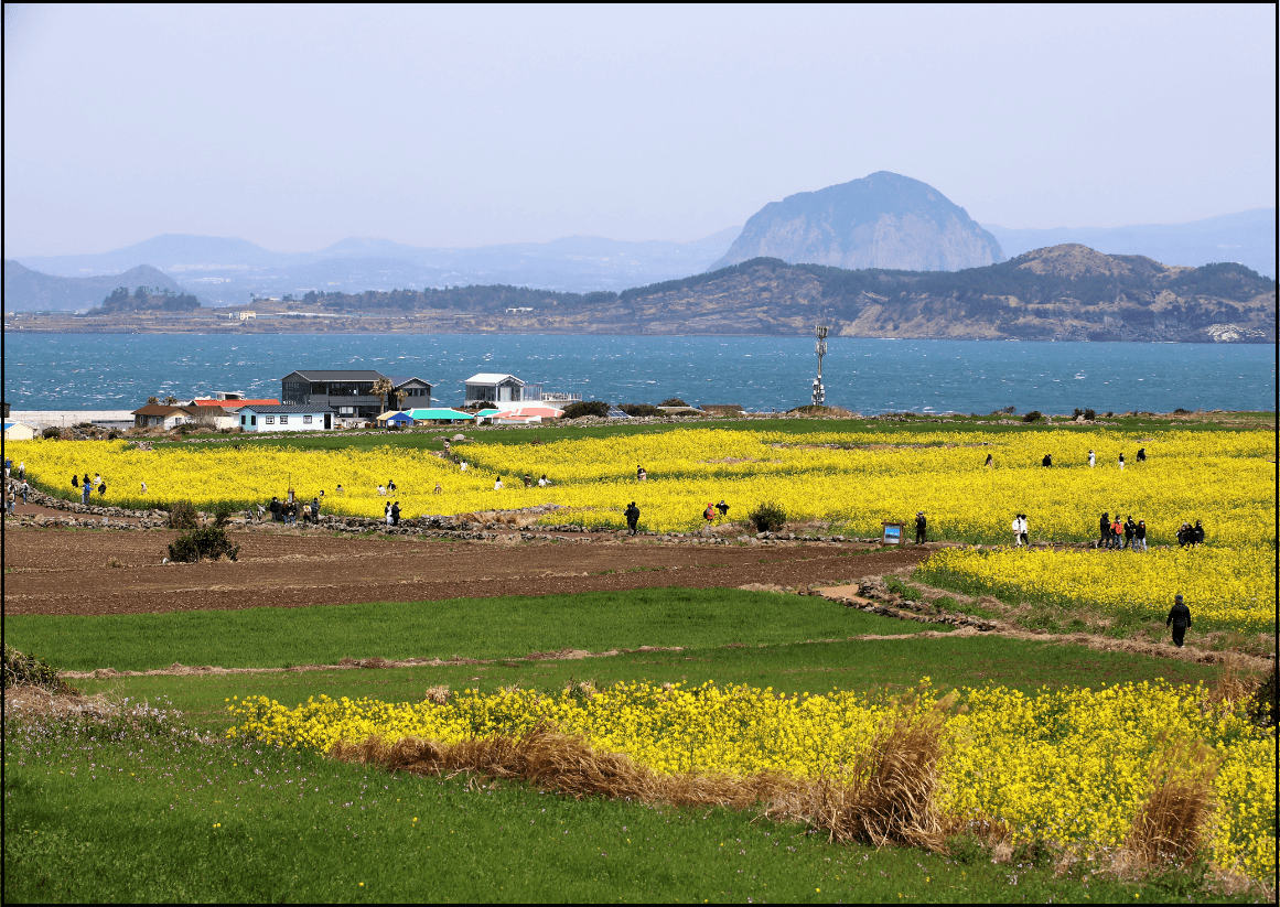 24년-유채꽃-개화시기-유채꽃명소-안내