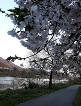 대성리 벚꽃나무길