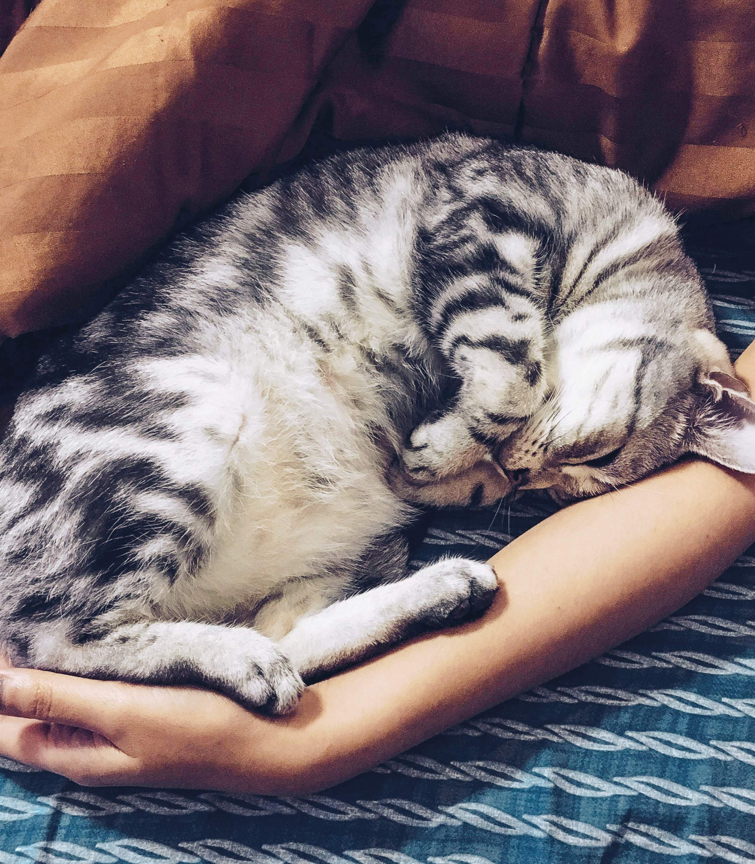 보호자와 반려동물이 함께 만드는 ‘예측 가능한 루틴’의 힘: 장기 안정 매뉴얼