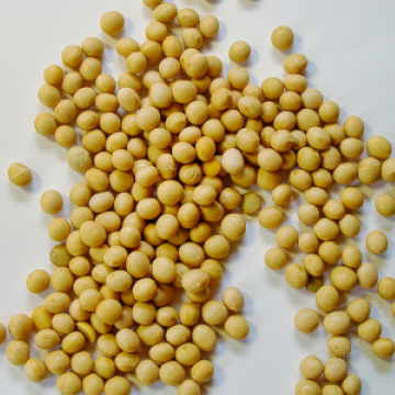 다낭성 난소증후군 좋은 음식