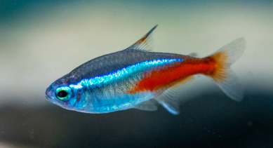 힐링용 반려 어류, 요즘 왜 뜰까?