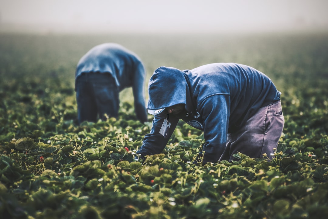 Labor