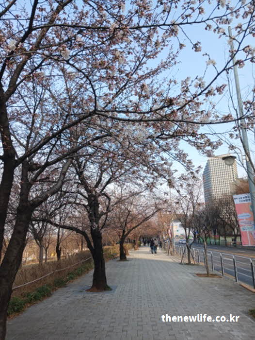 2026년 여의도 벚꽃 개화 만개 사진