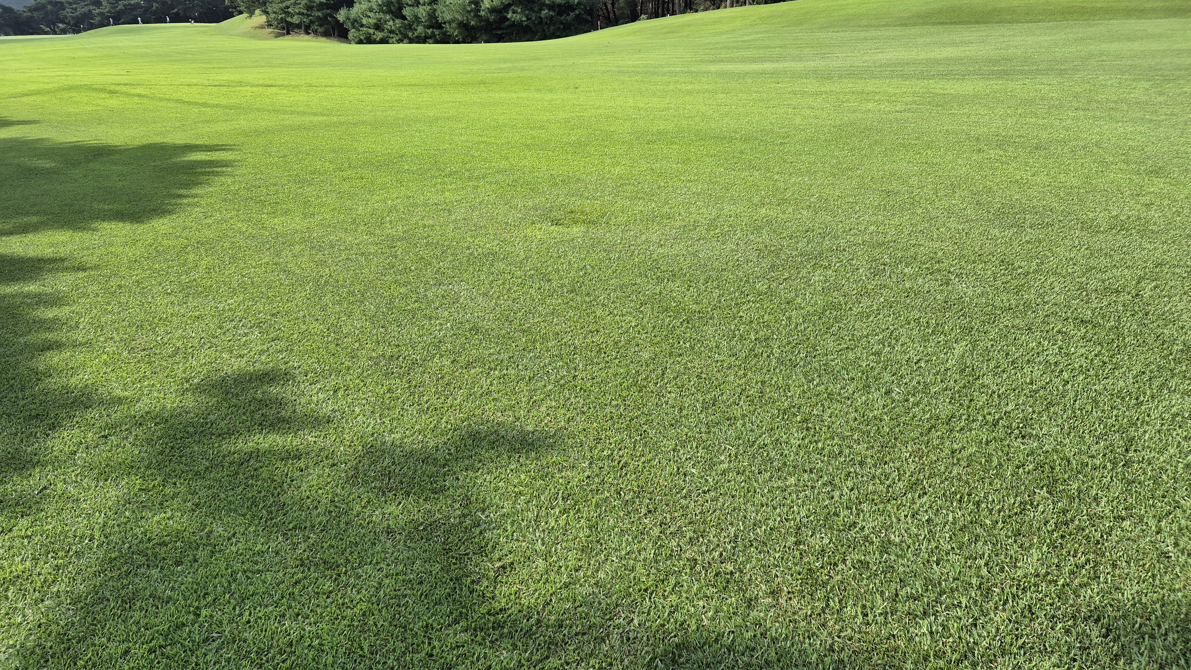 도고cc 코스 난이도