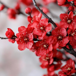 2025 대한민국 벚꽃 개화 시기 총정리! 지역별 명소 &amp; 축제 일정