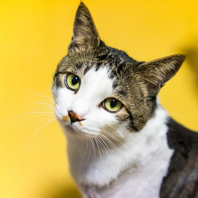 코숏 고양이 털색깔 종류 성격 수명_3