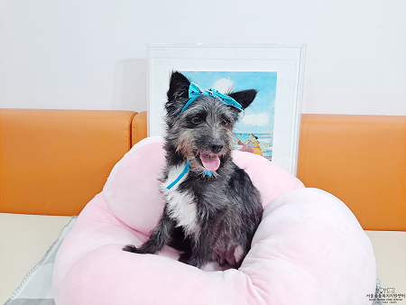 서울시 유기동물 만남의 날