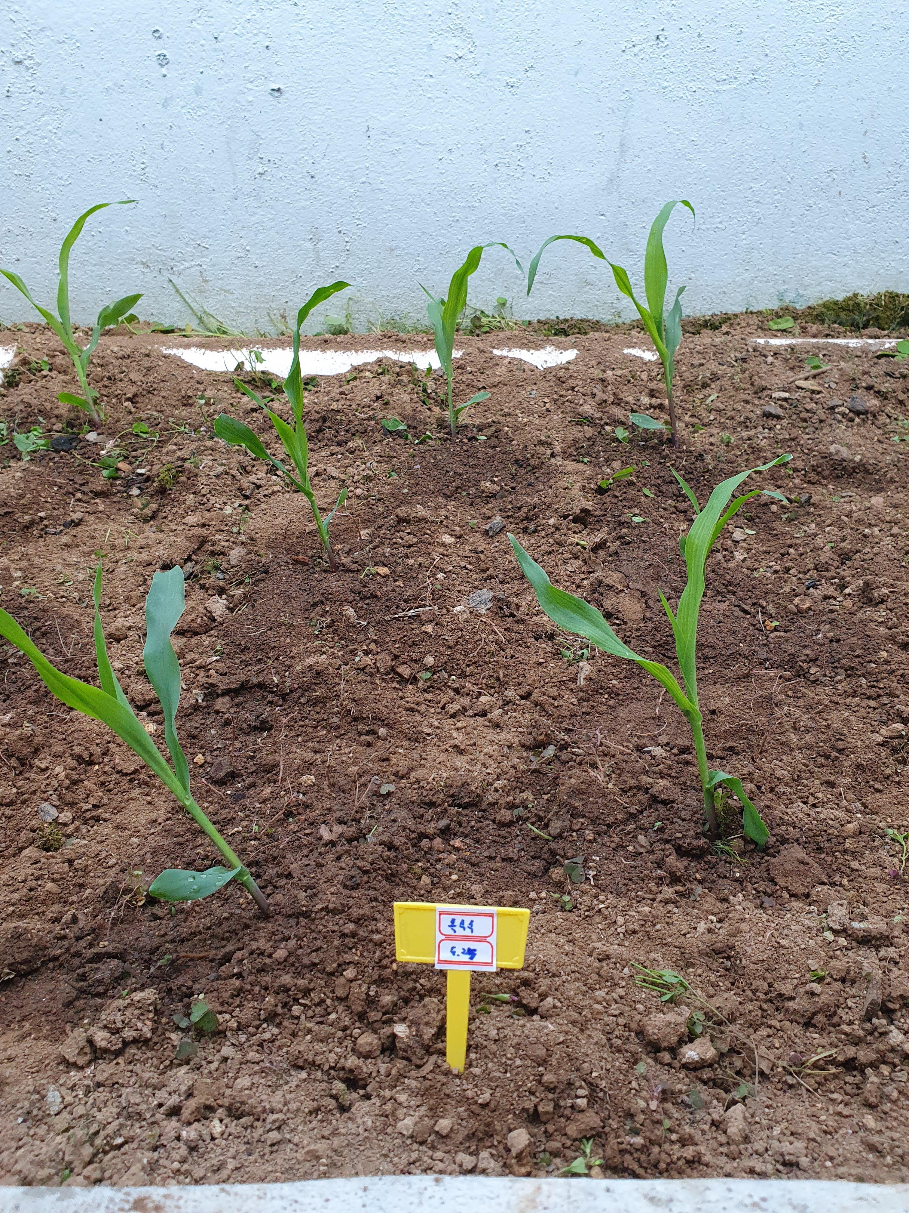 옥수수 모종 만들기