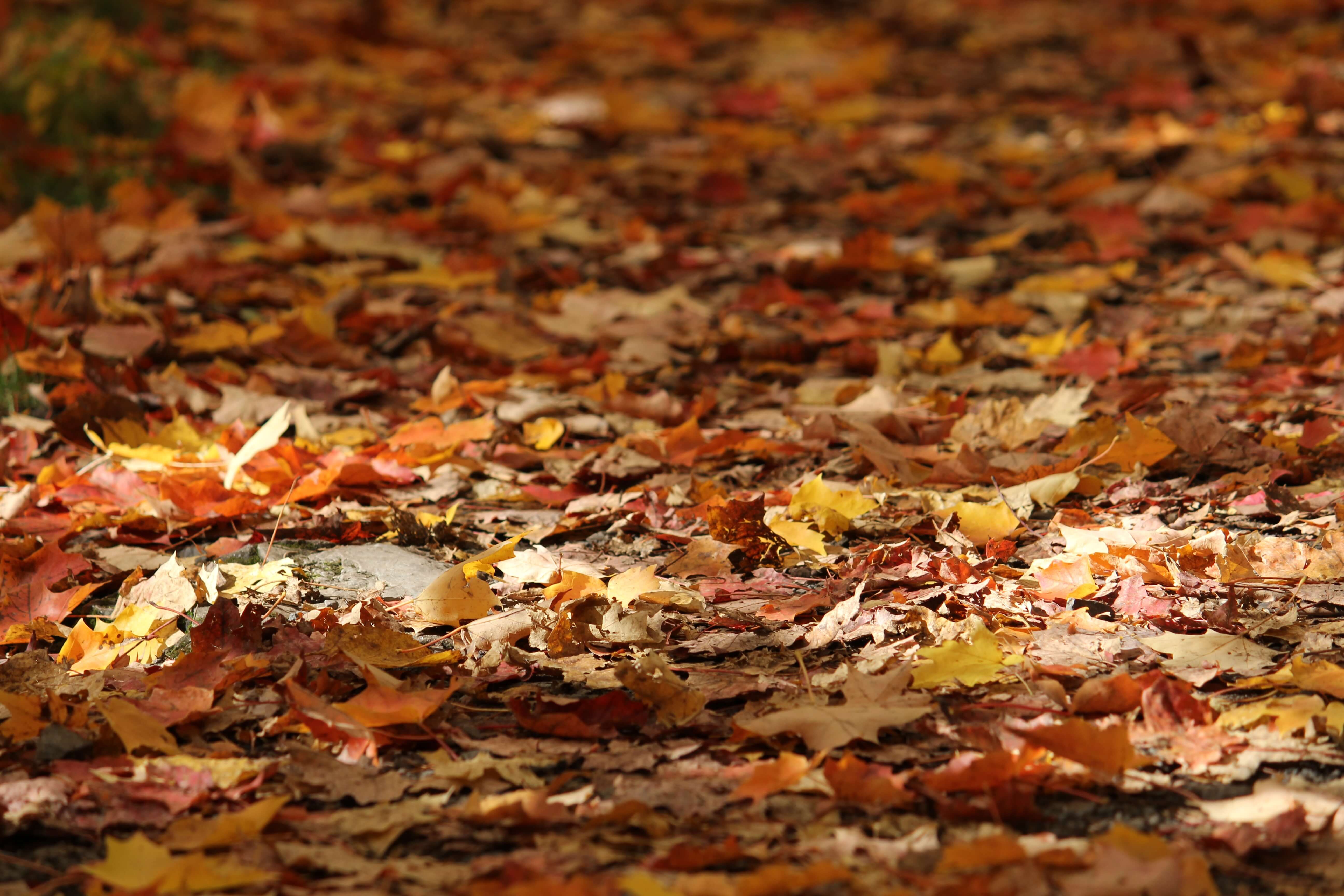 단풍 명소 등산