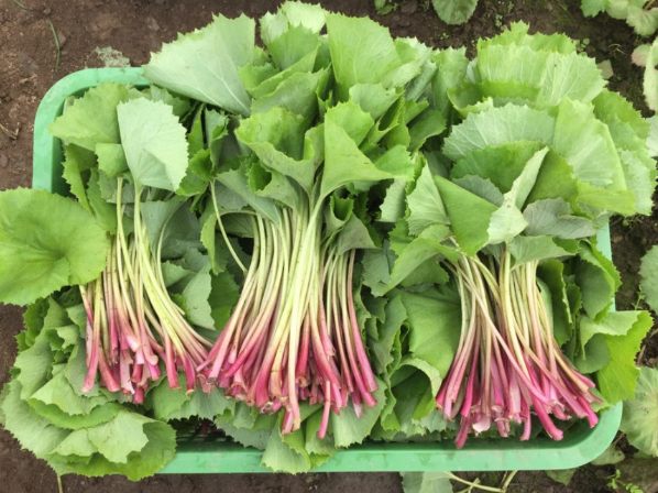 생방송투데이 봄머위 효능 및 구매방법 이주의장바구니 충남 논산 이메골농장