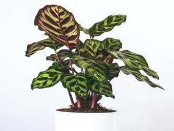 칼라데아 물주기 잎말림원인 습도관리 분무요령 시니어 맞춤 가이드_6