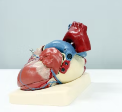 협심증 진단방법 치료법 합병증 예방