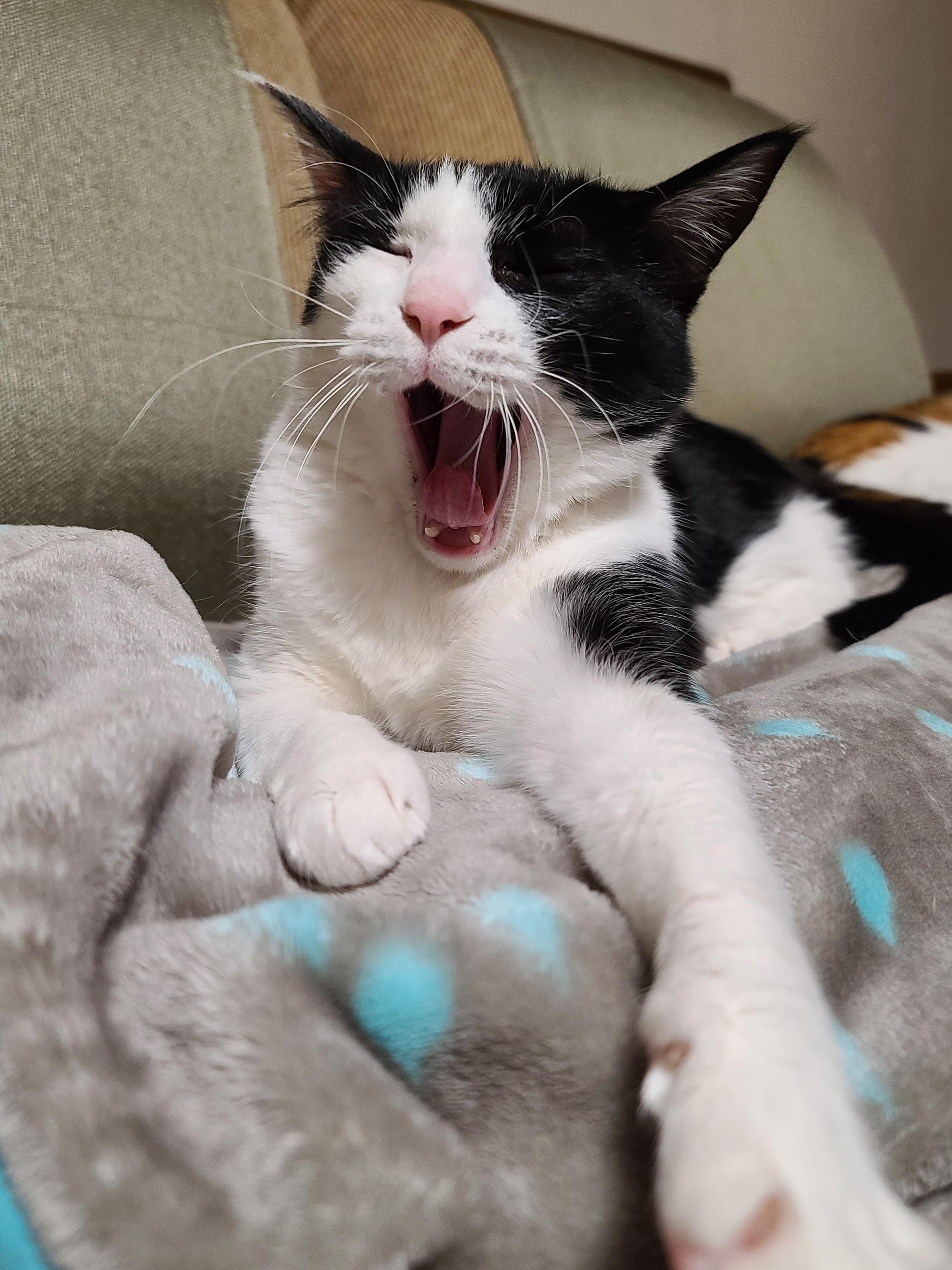 우리집 고양이들에게 전기장판은 선택이 아닌 필수! 보일러가 고장난 3일동안 아홉냥이들은...