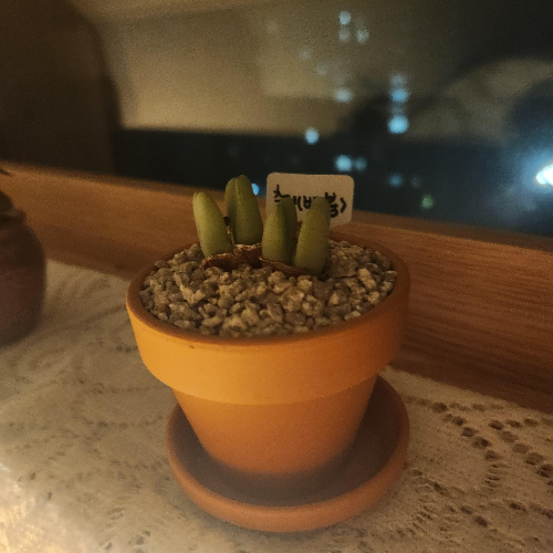 원룸 미니식물 추천 (산세베리아, 스킨답서스, 다육식물)