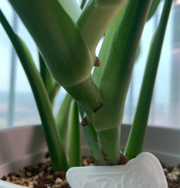 몬스테라 공중뿌리