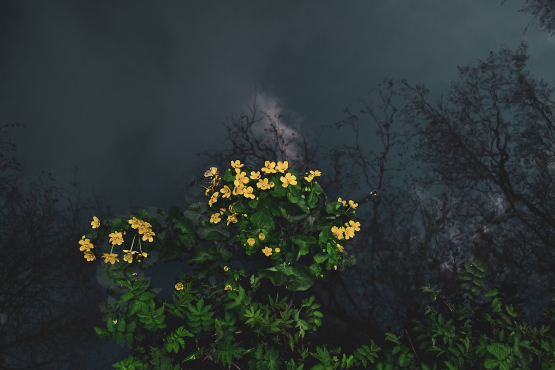 Odor
