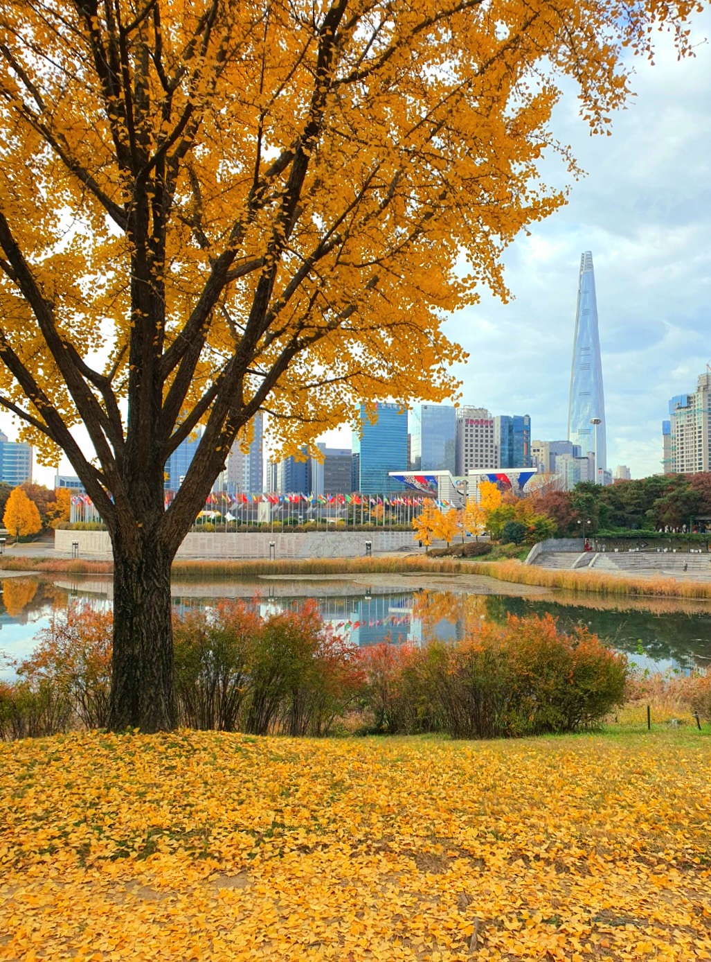 노란-은행나무가-많이-있어요.