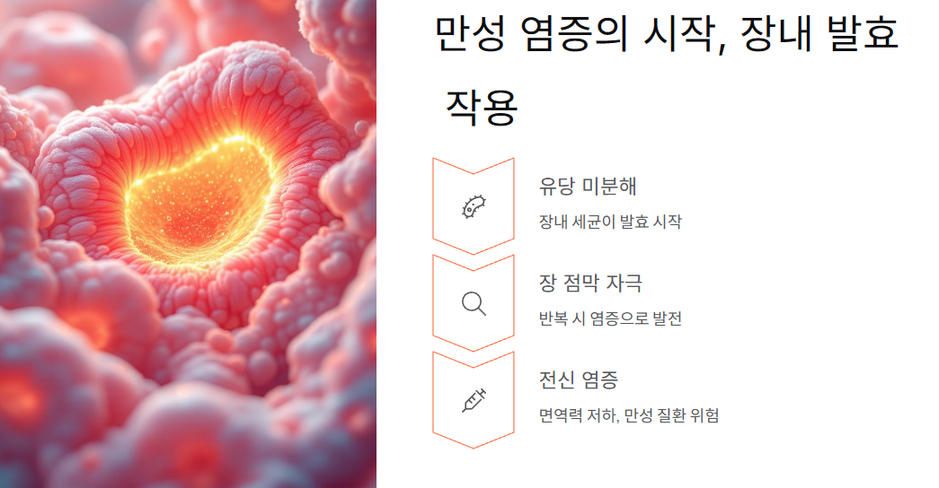 만성 염증의 시작, 장내 발효 작용