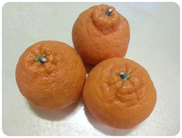한라봉 수확시기