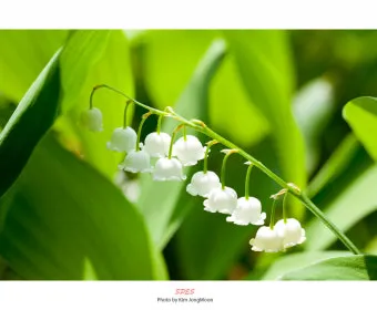 아파트 화단에 핀 5월의 꽃 송엽국 작약 금계국 털개구리미나리_8