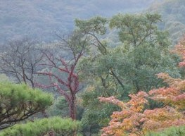 화담숲-5