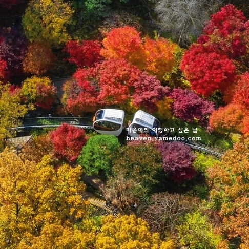 화담숲 단풍 절정시기