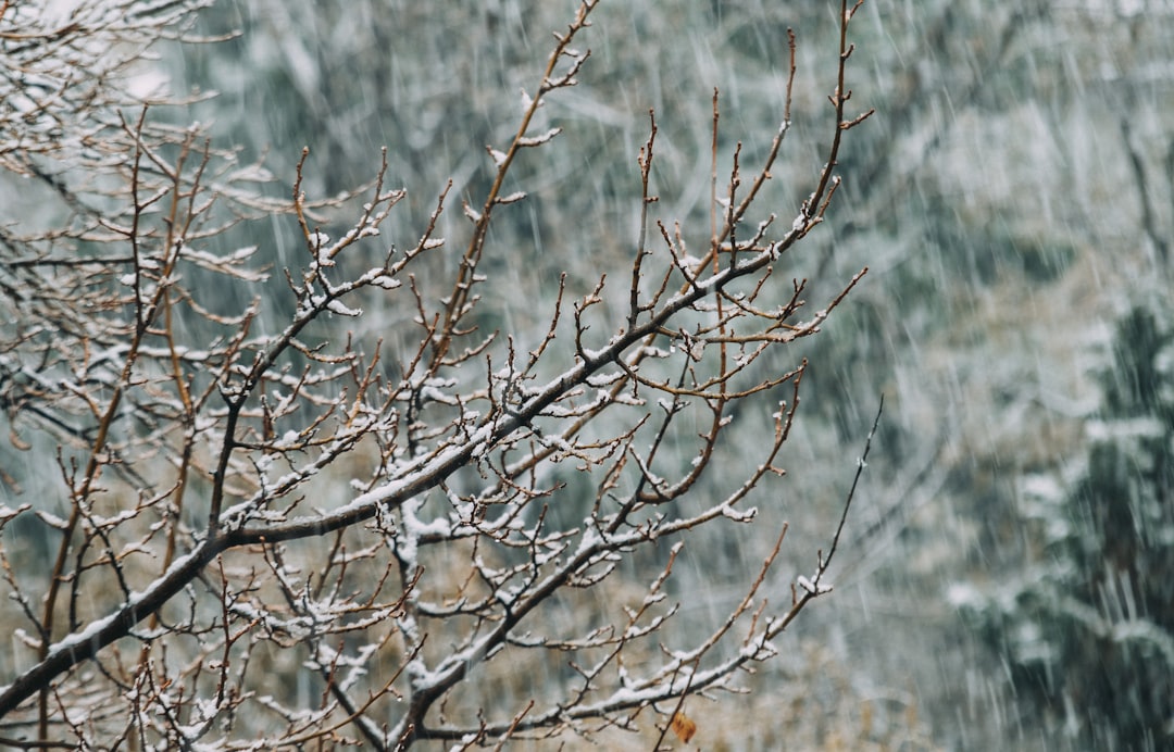 Seasonal