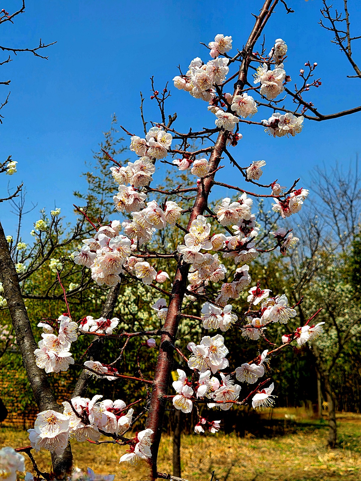 2025년 경인 아라뱃길 매화동산&amp;#44; 인천 매화마을: 주차&amp;#44; 먹거리