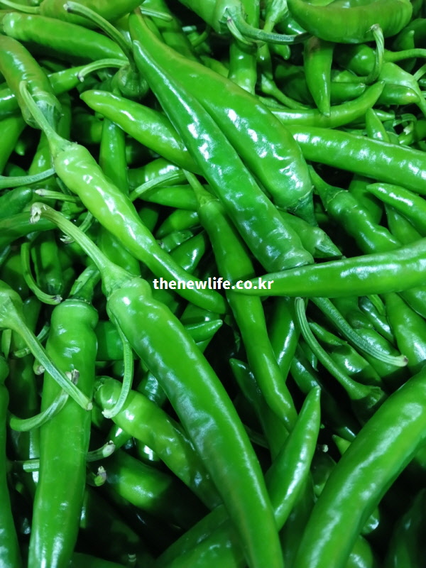 수확된 청양고추 더미, 1983년에 개발되어 한국 고유의 매운맛을 내는 토종 고추 품종