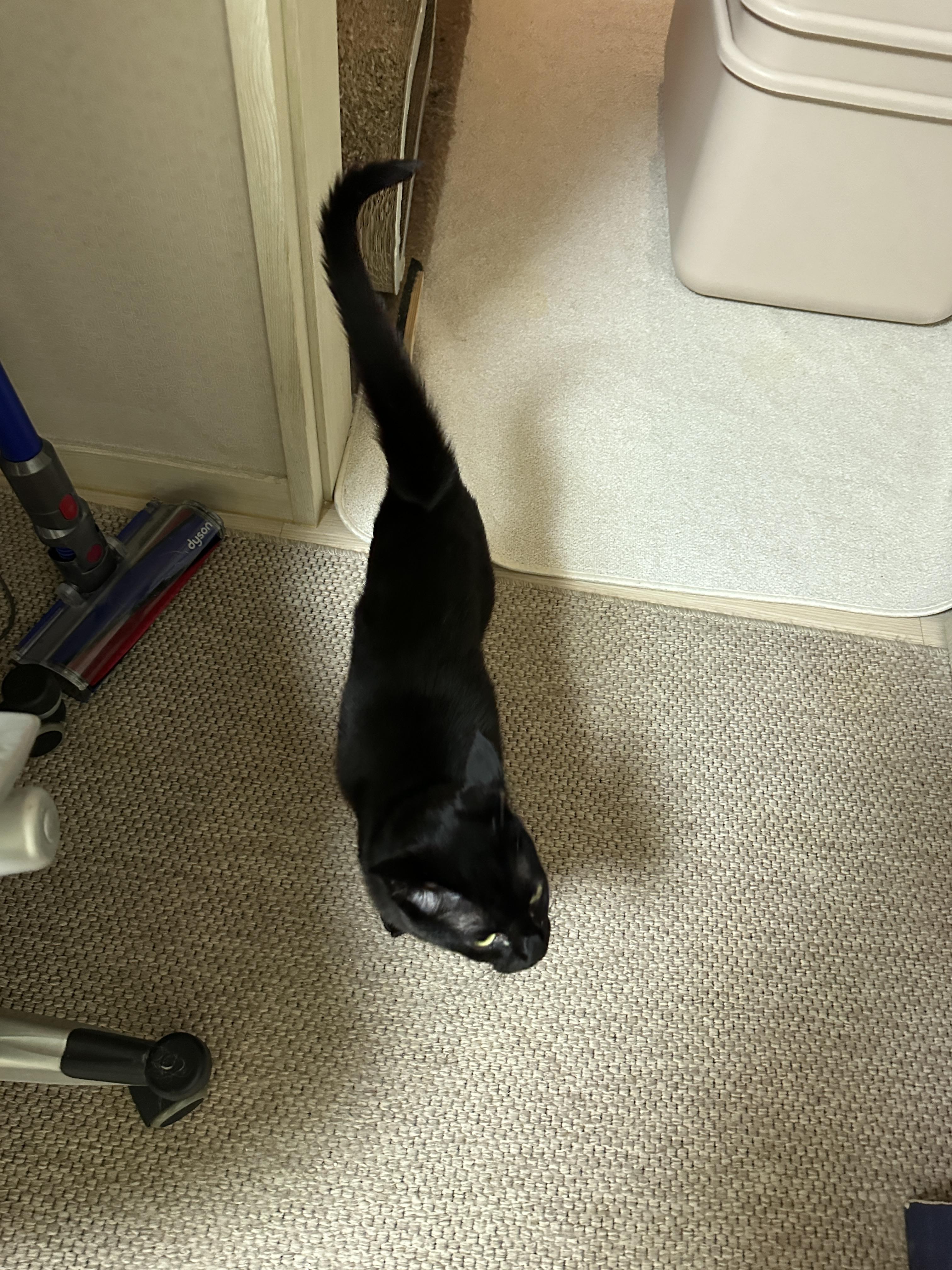 냥냥이들 화장실을 교체했다!(feat.화장실을 교체 해야 하는 이유)