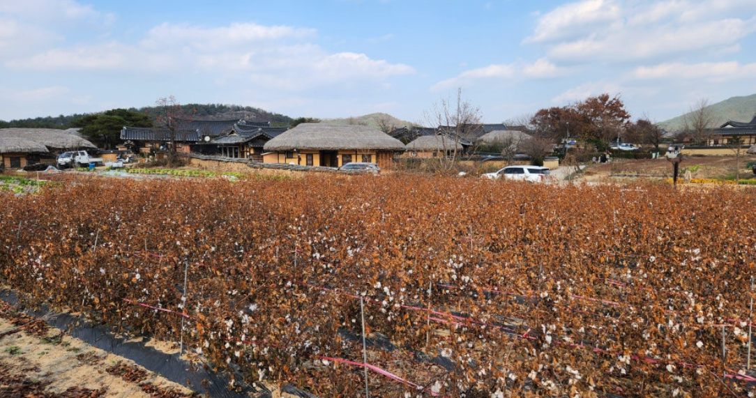 안동 충효당 주위 목화밭