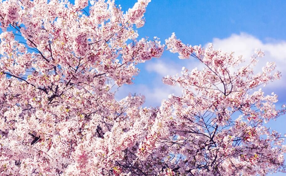 진해 군항제 일정