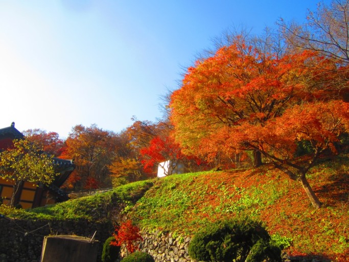내장산 단풍시기