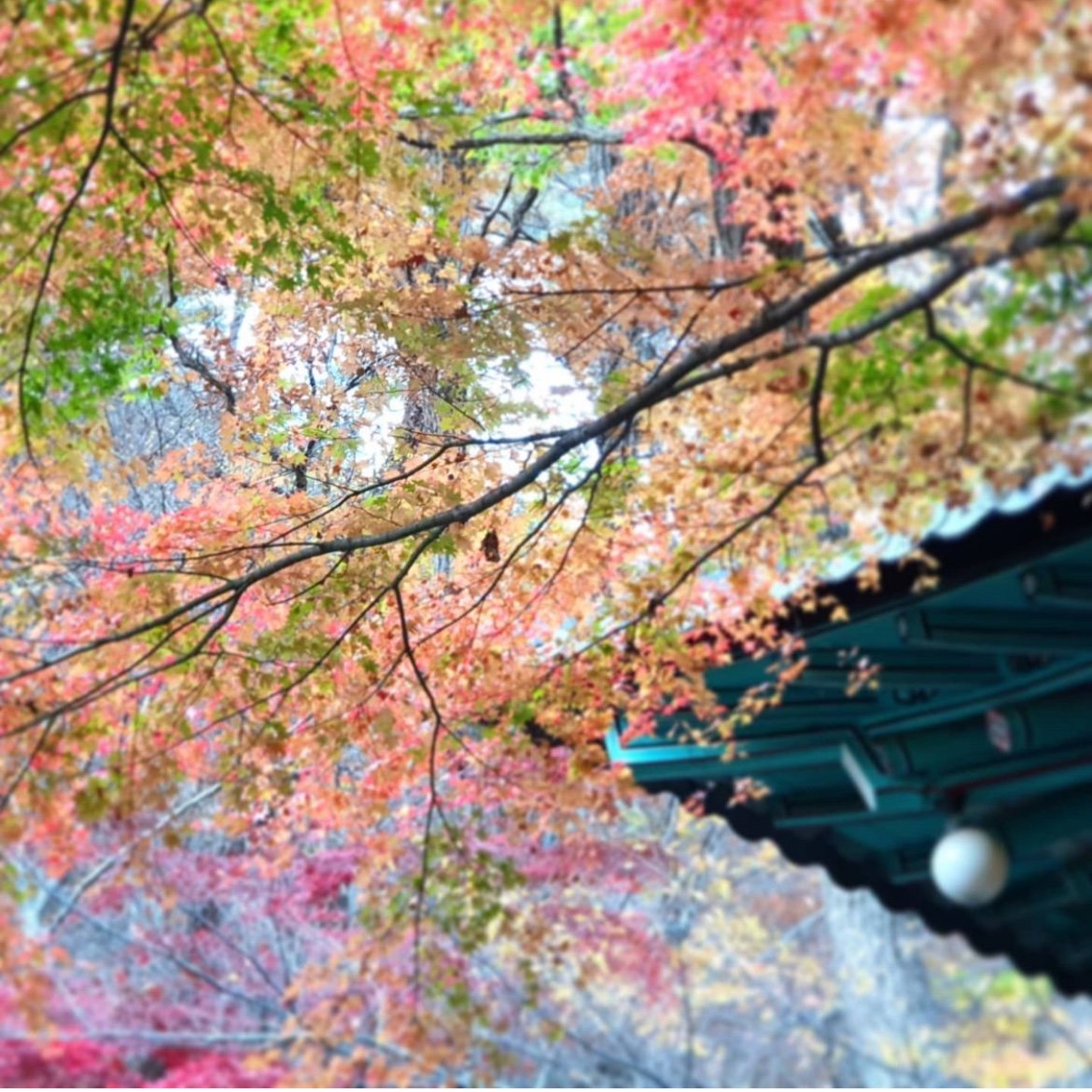 단풍명소